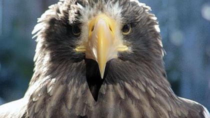 Steller's Sea Eagle.