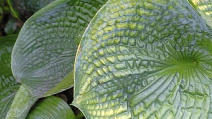 Hosta ''Drinking Gourd'' is one of hundreds in the McKennas' garden.