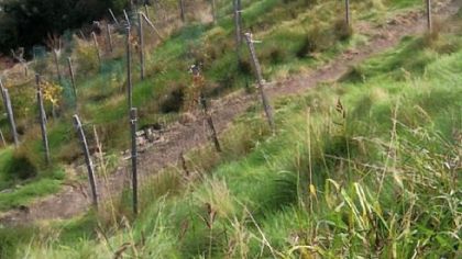 The latest portion of trail in Emerald View Park begins with a view of the Point.
