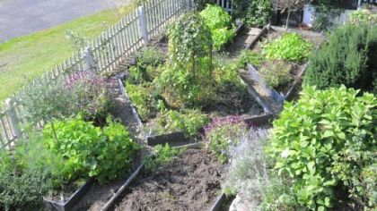 Karen Atkins' vegetable garden.