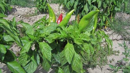 Pueblo green chiles, also known as mirasol chiles, grow up toward the sun.