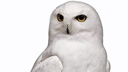 An adult snowy owl is virtually pure white.