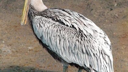 Dexter the brown pelican at the National Aviary.