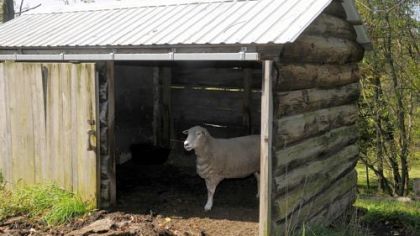 A shed made from old telephone poles at Karen Atkins garden in New Brighton is home to her sheep.