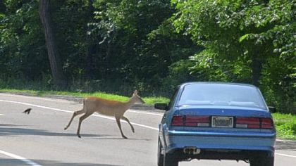 A deer runs in front of a car on Riverview Drive in the city's Riverview Park in Observatory Hill.