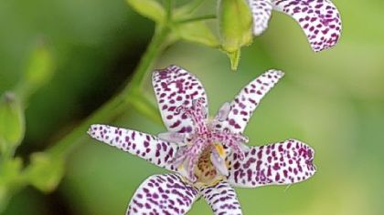 A toad lily blooms in a shady bed.