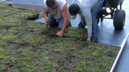 A crew installs pallets of sedum on the roof of the Downtown YWCA.
