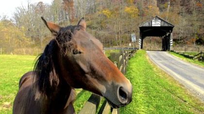 A horse grazes in the pasture next to the Woods Covered Bridge in Greene County.