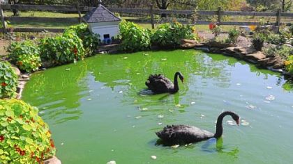 Two Australian swans at Karen Atkins garden in New Brighton.