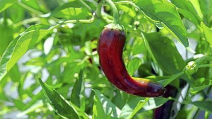 Shishito pepper from the garden of Sonja Finn.